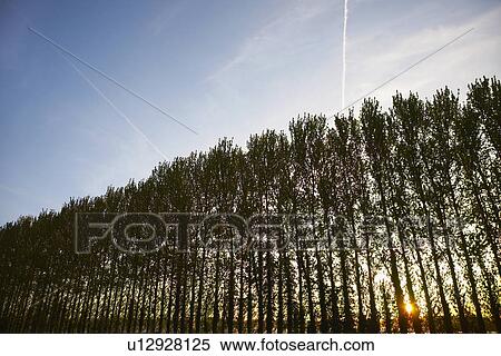 Row of Trees at Sunset View Large Photo Image Stock Photography - Row of Trees at Sunset. Fotosearch