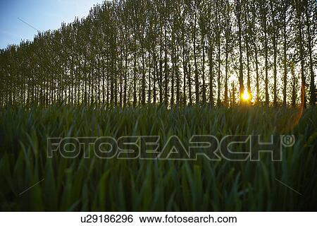 Row of Trees in Countryside View Large Photo Image Stock Photograph - Row of Trees in Countryside. Fotosearch