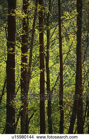 Row of Trees in Forest View Large Photo Image Picture - Row of Trees in Forest. Fotosearch