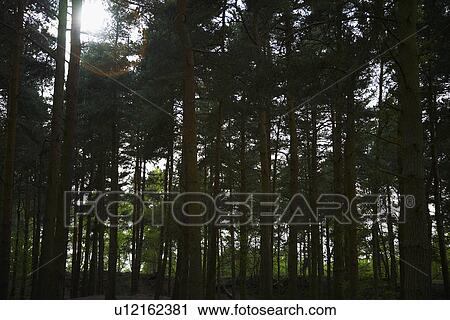 Row of Trees in Forest View Large Photo Image Stock Image - Row of Trees in Forest. Fotosearch