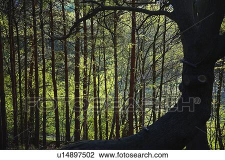 Row of Trees in Forest View Large Photo Image Stock Image - Row of Trees in Forest. Fotosearch