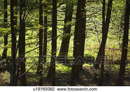 Row of Trees in Forest View Large Photo Image Stock Image - Row of Trees in Forest. Fotosearch