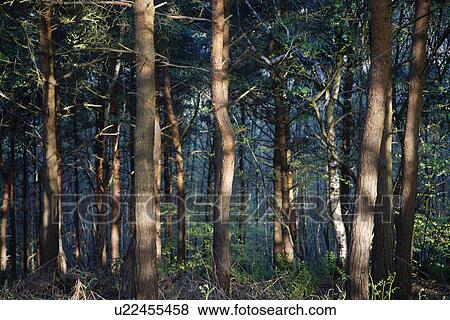 Stock Photo - Row of Trees in Forest. Fotosearch