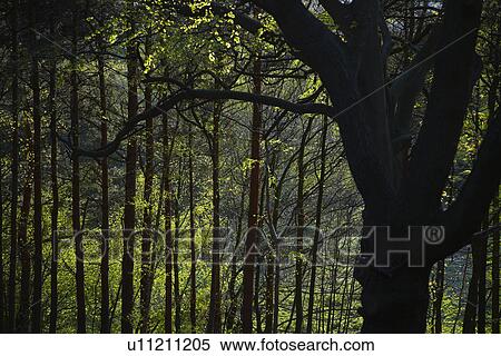 Stock Photography - Row of Trees in Forest. Fotosearch