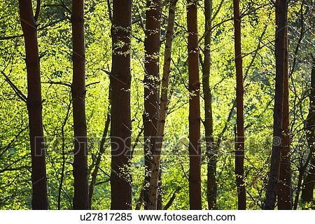 Row of Trees in Forest View Large Photo Image Stock Photography - Row of Trees in Forest. Fotosearch