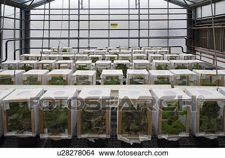 Picture - Rows of plants in boxes in greenhouse. Fotosearch