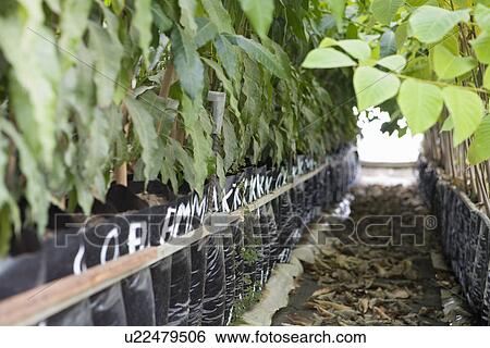 Stock Photograph - Rows of plants in greenhouse close up. Fotosearch