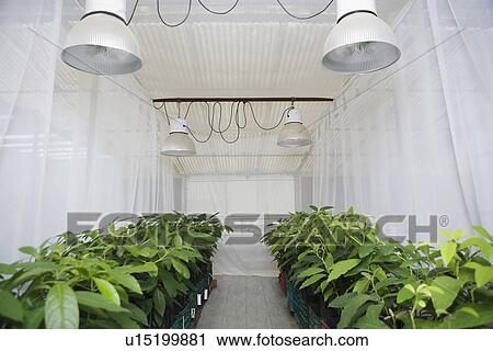Rows of plants in greenhouse View Large Photo Image Stock Image - Rows of plants in greenhouse. Fotosearch