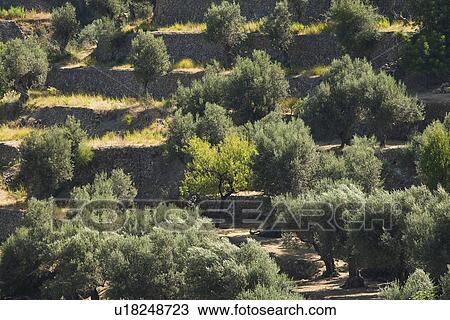 Stock Image - Rural landscape. Fotosearch