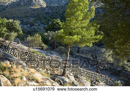 Rural landscape with stone walls View Large Photo Image Stock Photo - Rural landscape with stone walls. Fotosearch