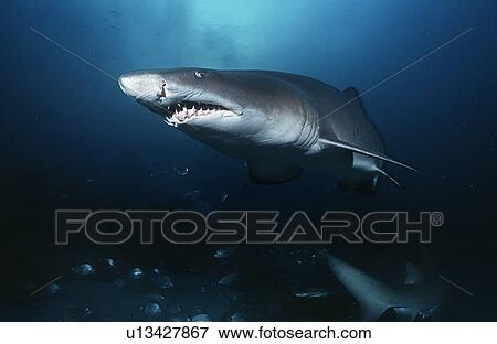 Sand tiger shark (carcharias taurus) underwater view View Large Photo Image Stock Photo - Sand tiger shark (carcharias taurus) underwater view. Fotosearch