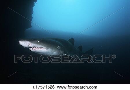 Sand tiger shark (carcharias taurus) underwater view View Large Photo Image Stock Photograph - Sand tiger shark (carcharias taurus) underwater view. Fotosearch