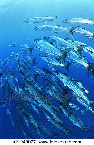 School of blackfin barracuda fish View Large Photo Image Stock Photo - School of blackfin barracuda fish. Fotosearch