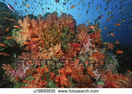 Stock Photography - School of sea goldies amongst soft coral reef. Fotosearch
