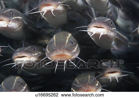 Stock Image - School of Striped catfish. Fotosearch