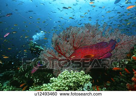 Scuba diver Coral grouper and school of fish on coral reef View Large Photo Image Stock Image - Scuba diver Coral grouper and school of fish on coral reef. Fotosearch
