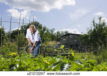 Senior man gardening View Large Photo Image Stock Photo - Senior man gardening. Fotosearch