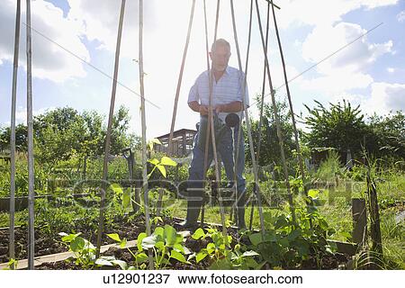 Senior man watering plants in garden View Large Photo Image Stock Photo - Senior man watering plants in garden. Fotosearch