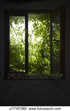 Shrubbery behind window View Large Photo Image Stock Image - Shrubbery behind window. Fotosearch