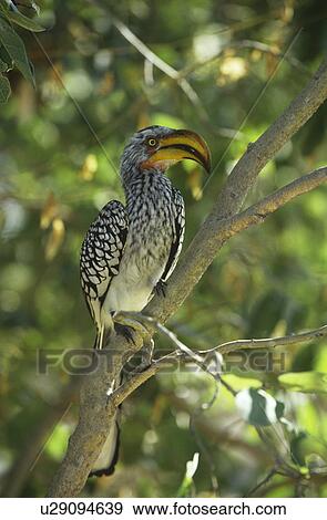 Stock Photo - Southern Yellow-billed Hornbill in tree. Fotosearch