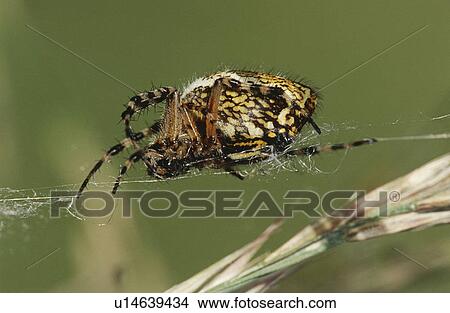 Spider weaving web close up View Large Photo Image Picture - Spider weaving web close up. Fotosearch