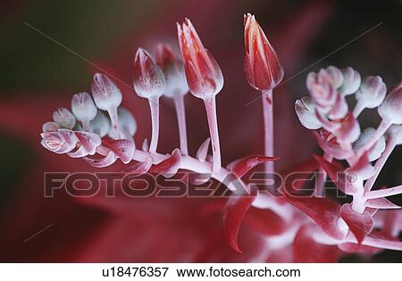 Stock Photo - Succulent plant flowering close up. Fotosearch