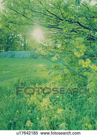Stock Photography - Sun shining trough fresh spring green. Fotosearch