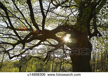 Stock Photograph - Sun Shinning Through Tree Branches. Fotosearch