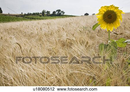 Stock Image - Sunflower in wheatfield. Fotosearch