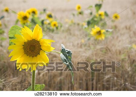 Sunflowers in field View Large Photo Image Stock Image - Sunflowers in field. Fotosearch