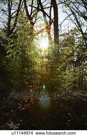 Sunlight in Trees View Large Photo Image Picture - Sunlight in Trees. Fotosearch