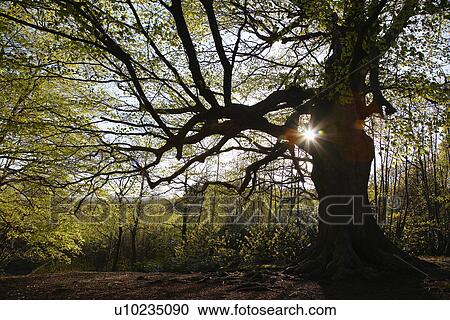 Sunlight in Trees View Large Photo Image Stock Image - Sunlight in Trees. Fotosearch