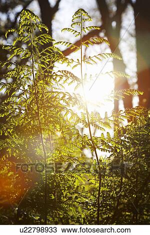 Stock Image - Sunlight in Trees. Fotosearch