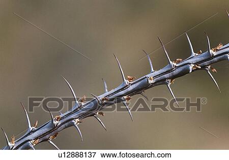 Stock Photo - Thorny branch of Ocotillo (Fouquieria splendens) close-up. Fotosearch