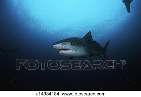 Picture - Tiger Shark (galelcerdo cuvieri) underwater view. Fotosearch