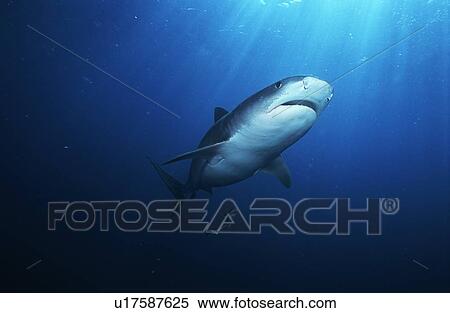 Tiger Shark (galelcerdo cuvieri) underwater view View Large Photo Image Stock Photography - Tiger Shark (galelcerdo cuvieri) underwater view. Fotosearch