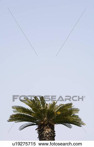 Stock Photography - Top of Palm Tree and Blue Sky. Fotosearch