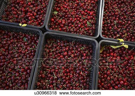 Stock Photo - Trays of Cherries. Fotosearch
