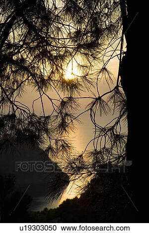 Tree at sunset View Large Photo Image Stock Image - Tree at sunset. Fotosearch