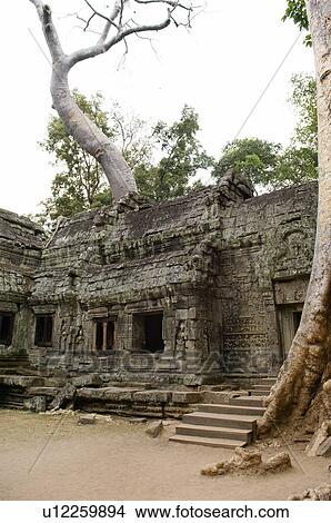 Tree Growing from Roof of Ancient Temple View Large Photo Image Picture - Tree Growing from Roof of Ancient Temple. Fotosearch