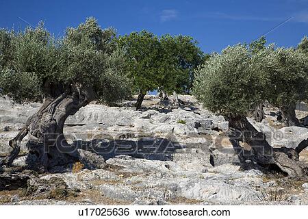 Trees on rocky hill View Large Photo Image Stock Photograph - Trees on rocky hill. Fotosearch