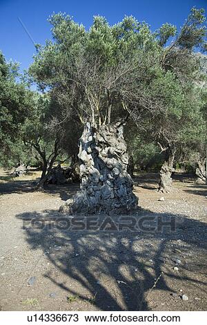 Stock Image - Trees. Fotosearch