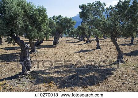 Stock Photo - Trees. Fotosearch