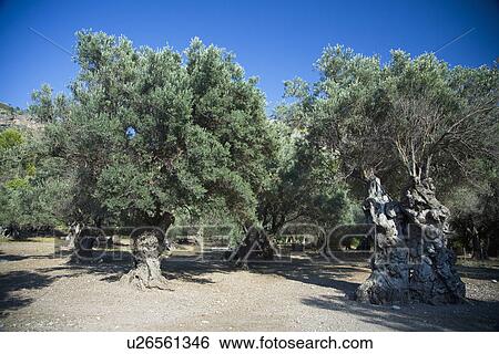 Stock Photograph - Trees. Fotosearch