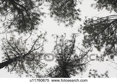 Stock Photography - Tress against sky view from below. Fotosearch