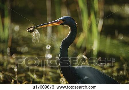 Tricolored Heron (Egretta tricolor) with dragonfly in beak View Large Photo Image Stock Image - Tricolored Heron (Egretta tricolor) with dragonfly in beak. Fotosearch
