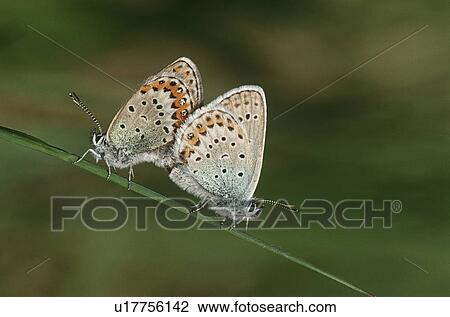 Stock Image - Two Common Buckeye butterflies mating side view. Fotosearch