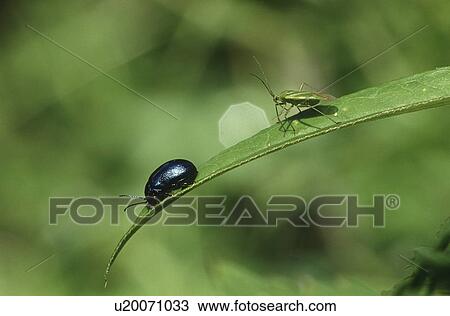 Two insects on blade of grass close-up View Large Photo Image Stock Image - Two insects on blade of grass close-up. Fotosearch
