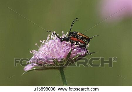 Stock Photo - Two longhorn beetles mating on Field Scabious flower close up. Fotosearch