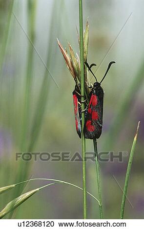 Stock Image - Two moths on grass blade. Fotosearch